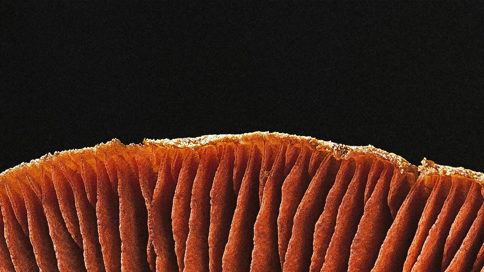 Arte abstrata usada pela Anthropic na página do Claude Opus 5.5